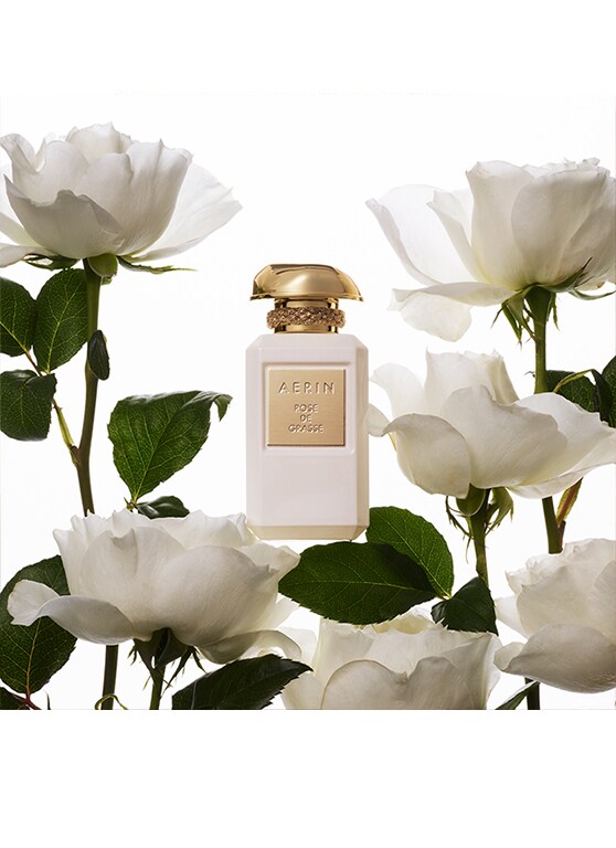 Rose de Grasse