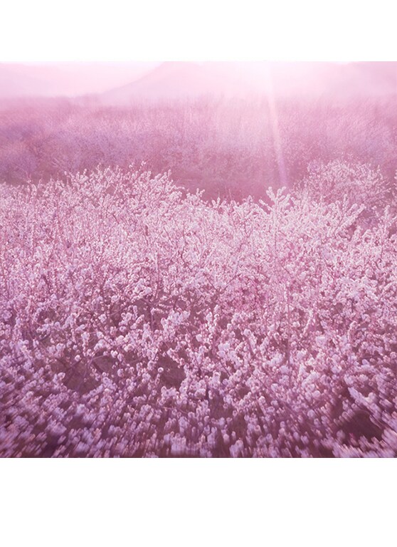 Dream Dusk