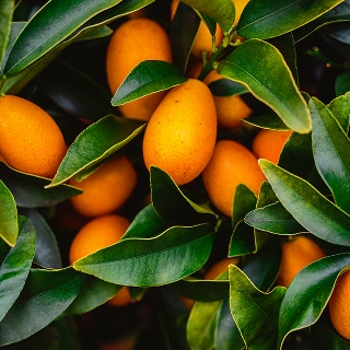 unique fruits and veggies